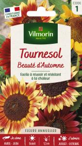 Tournesol Beauté d'Automne